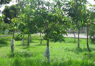 Kebun Mangga Spipise Bpmp2t Kota Pasuruan Budidaya Pohon Tersebar Mewarnai